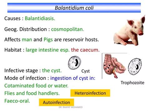 PPT - Balantidium coli PowerPoint Presentation - ID:2120321