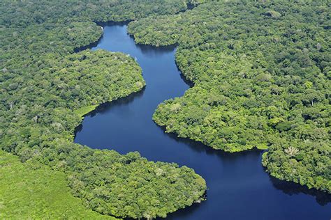 What can I do to help prevent deforestation in the Amazon? - Emagazine.com