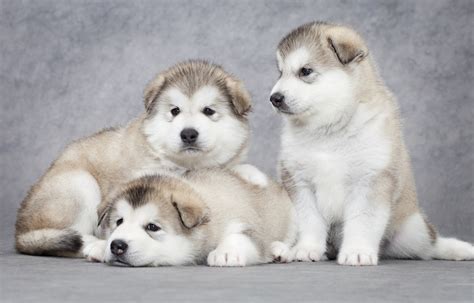 How To Take Care of Newborn Alaskan Malamute Puppies in 2020?