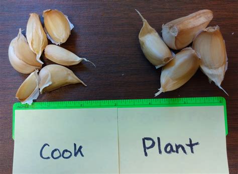 It’s Garlic Planting Time – Extension Dane County