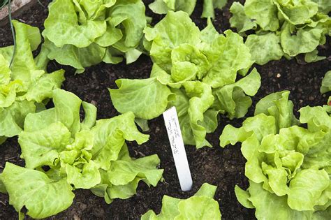 How to Keep Lettuce Growing in the Heat of Summer