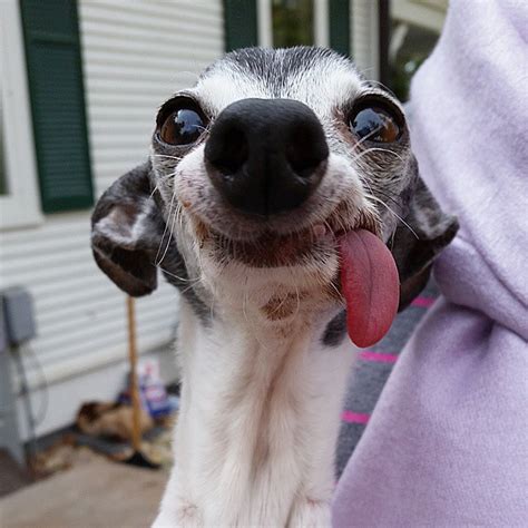 Meet Zappa, The Sid Lookalike Dog With A Floppy Tongue | Bored Panda