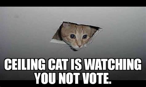 24 Funny And Cute Voting Memes Because You Gotta Vote And Make Your ...