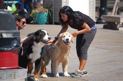 Dogs Will Be Allowed on Seaside Heights Boardwalk Under New Ordinance | Lavallette-Seaside Shorebeat