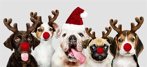 Christmas can be deadly time for your pets so keep them safe