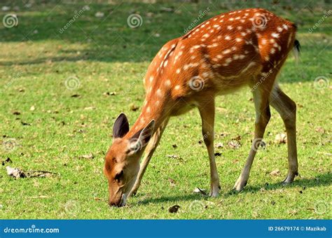 Japanese Deer stock photo. Image of park, animal, cute - 26679174