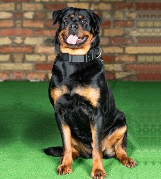 Puma Rottweiler Protection dogs available for Sale - 44 (0)785 8120 456