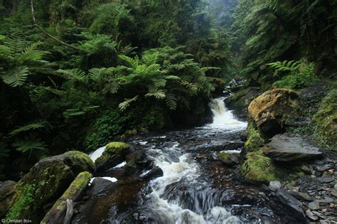 Nyungwe National Park - Africa Geographic