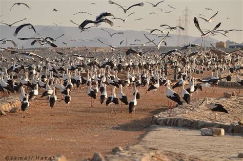 En migration route to S.Africa, Flocks of white storks recorded in Egypt’s South Sinai reserves ...