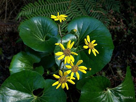 "The flower of the Taro plant.......!" by Roy Massicks | Redbubble