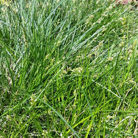 Carex divulsa - European Grey Sedge - Mid Valley Trees