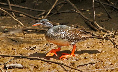 African Finfoot, Podica senegalensis, female | A furtive and… | Flickr