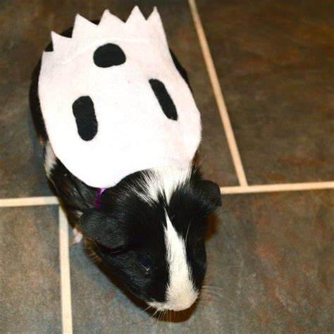 42 best images about guinea pig halloween costumes on Pinterest | Cavy ...