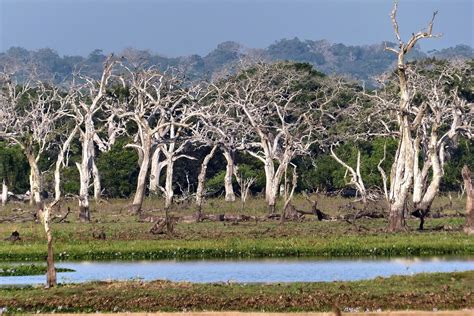 Yala National Park | Lankan Traveller : Travel Agents | Tour Operators |Tourism Packages in Sri ...