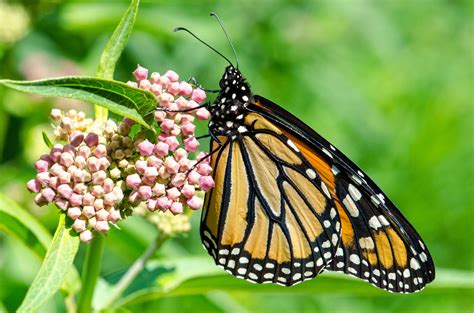 monarch butterfly on milkweed | Pics4Learning