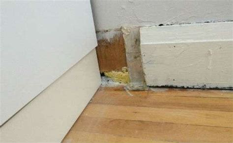 3 Signs Your Have Mice In The Walls And How You Can Get Rid Of Them