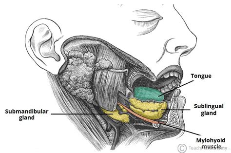 The Oral Cavity - Divisions - Innervation - TeachMeAnatomy