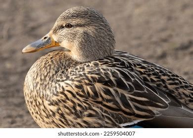 589 Mallard Duck Eggs Nest Images, Stock Photos & Vectors | Shutterstock