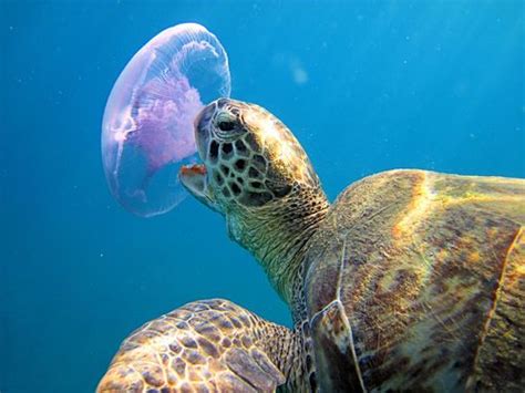 #turtle eats #jellyfish | Beneath The Waves | Pinterest