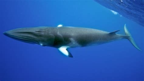 Minke Whale | Animal Wildlife