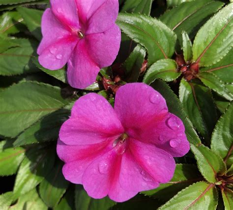 pink-impatiens - Gill Garden Center + Landscape Co.