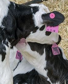 Cattle Identification Tags [ID Tags Designed for Safety]