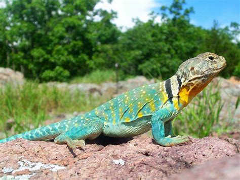 Common collared lizard - Wikipedia