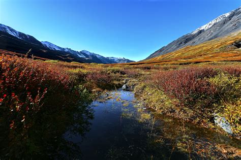 Fascinating Taiga Biome: Taiga Animals and Plants