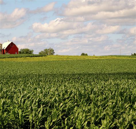 Illinois Corn Field by Jenjen42