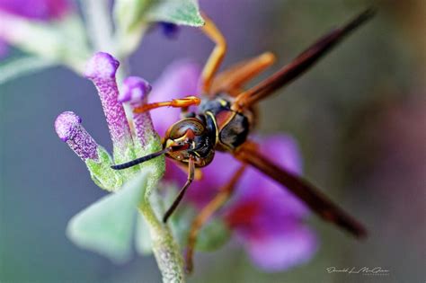 Bee Photography Print Botanical Photo Macro Flower Print Macro ...