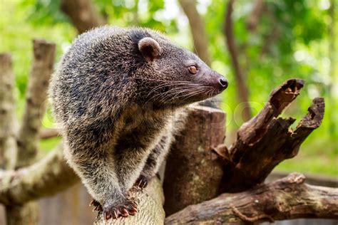 Binturong or philipino bearcat walking on the trees, Palawan ...