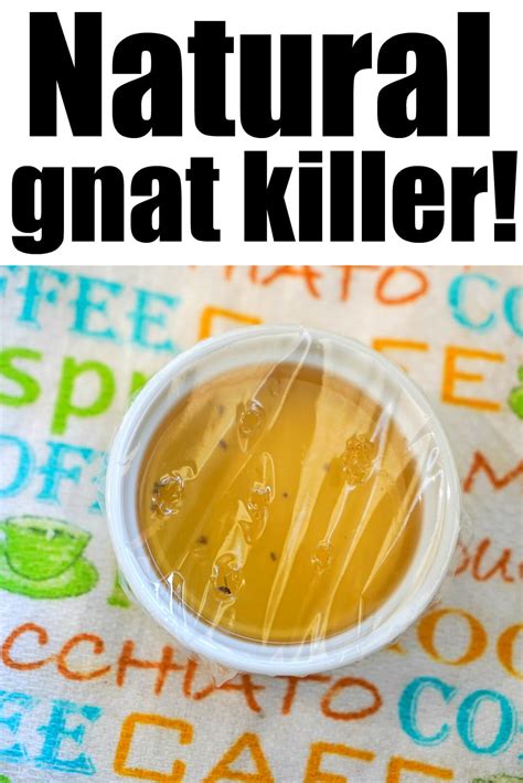 How to Get Rid of Gnats Naturally · The Typical Mom