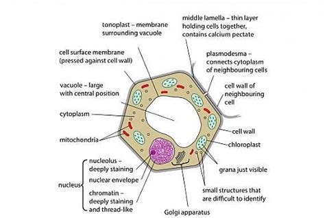 Plant cell Structure, Organelles and their functions