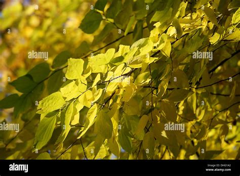 Birch leaves in autumn Stock Photo - Alamy