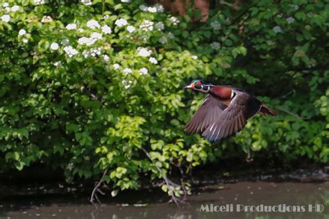 Duck in Flight, Photography by Miceli Productions. photo ...