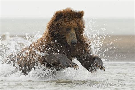 Exciting Brown Bear Fishing Picture - Shetzers Photography