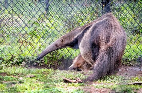 Giant Anteater in a Zoo Habitat Stock Image - Image of closeup, nice: 128445527