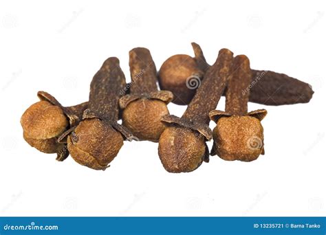 Clove stock image. Image of clove, closeup, medicine - 13235721