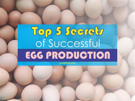 Top 5 Secrets of Successful Egg Production - Guidefreak