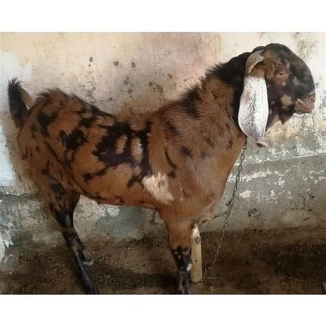 Indian Goat Breeds With Name