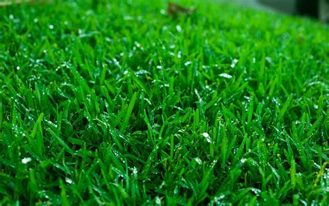 QLD Turf Sales: Wintergreen Turf: Supply, Deliver & Installation Services