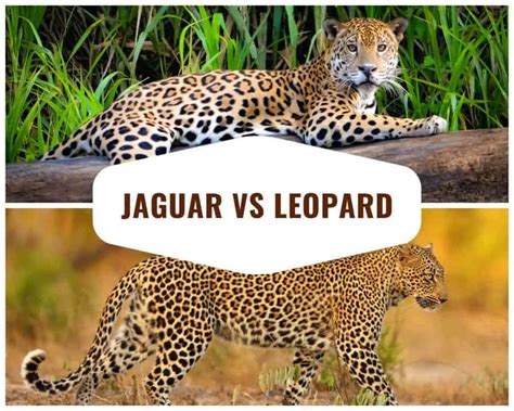 Jaguar vs Leopard – Top 12 Key Differences and Comparisons