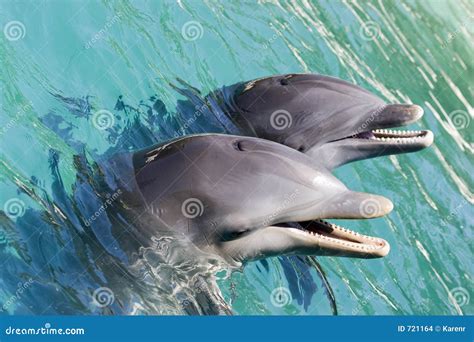 Two Dolphins Playing Stock Images - Image: 721164