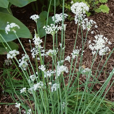 Garlic Chives Seeds | Allium Tuberosum Seeds | Everwilde Farms