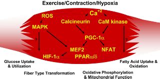 Skeletal Muscle Fiber Type: Influence on Contractile and Metabolic Properties