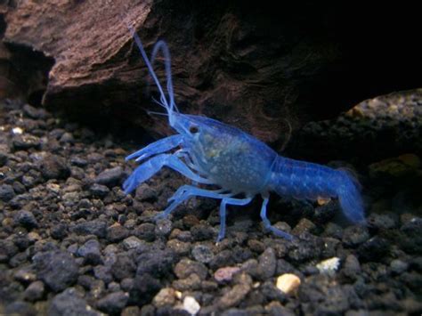 Let's do Some Zoology! - Electric Blue Crayfish (Procambarus alleni) Also...