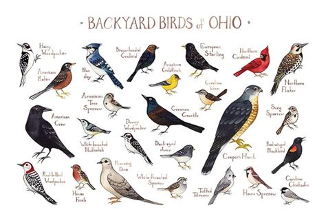 Ohio Bird Identification Chart