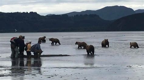 Bear Viewing in Alaska