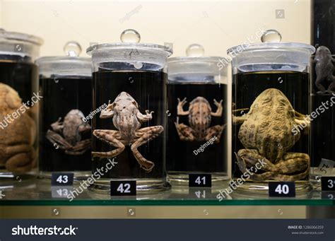 226 Preserved Formalin Images, Stock Photos & Vectors | Shutterstock