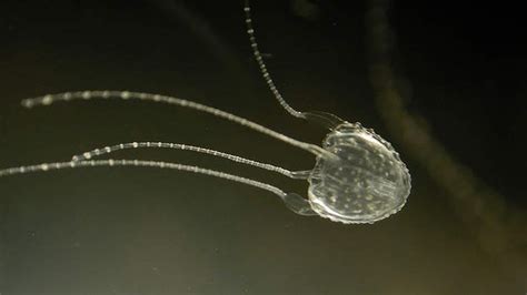 Venomous Irukandji Jellyfish Kills Eco Bloggers | Green Prophet ...